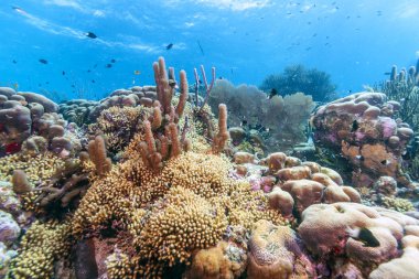 Bonaire kıyıları sığ suda kapalı Carbiiean deniz mercan