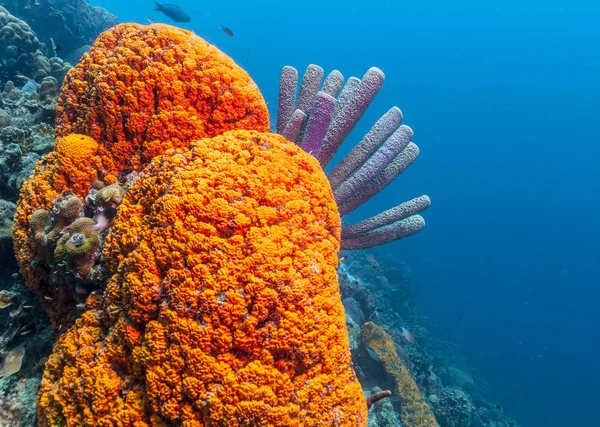 Récif Corallien Dans Mer Des Caraïbes Agelas Clathrodes Également Connu — Photo