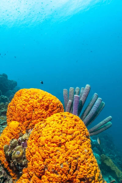 Barriera Corallina Carbiiean Sea Agelas Clathrodes Noto Anche Come Spugna — Foto Stock