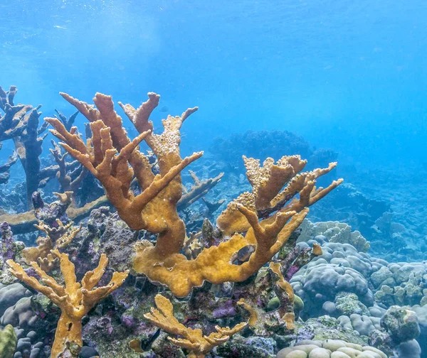 Carbiiean 海埃尔克霍恩珊瑚在浅水中的珊瑚礁 — 图库照片
