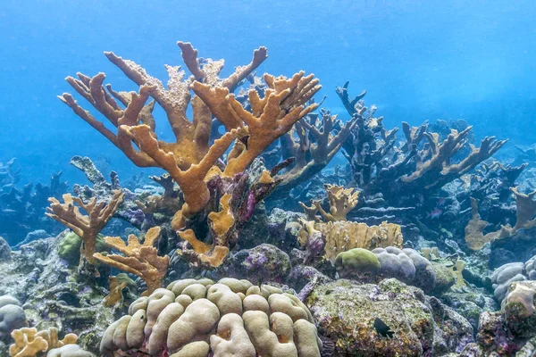 Korallzátony Carbiiean Tenger Elkhorn Coral Sekély Vízben — Stock Fotó