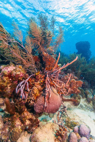 Recifes Coral Mar Carbiano Largo Costa Bonaire Águas Rasas — Fotografia de Stock