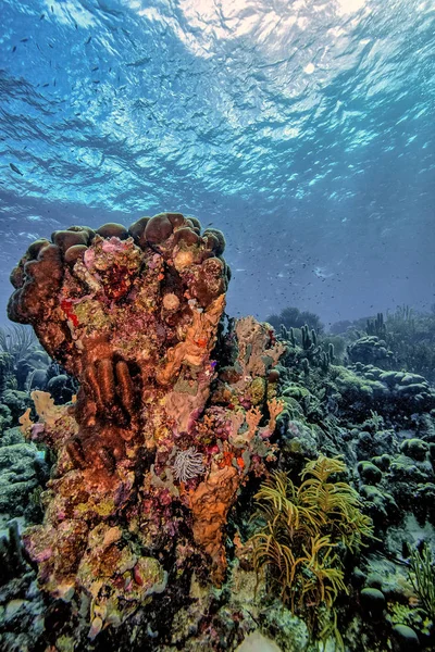 Barriera Corallina Nel Mar Carbiia Largo Della Costa Bonaire Acque — Foto Stock