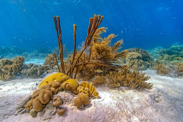 물에서 보네르 떨어져 Carbiiean 바다에 산호초 — 스톡 사진