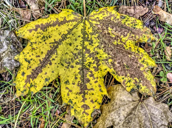 Herbstlaub Auf Dem Waldboden Ende November — Stockfoto