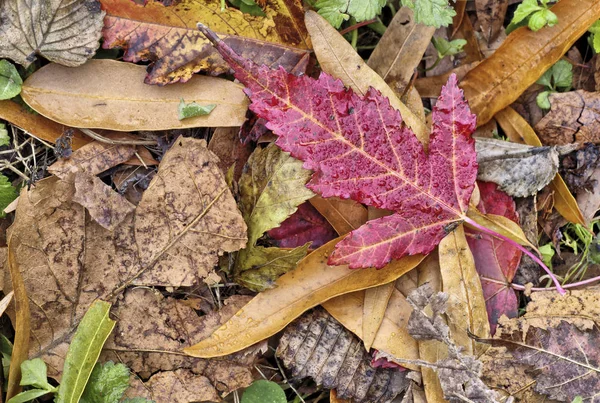 Autumn Leaves Forest Floor Late November — Stock Photo, Image