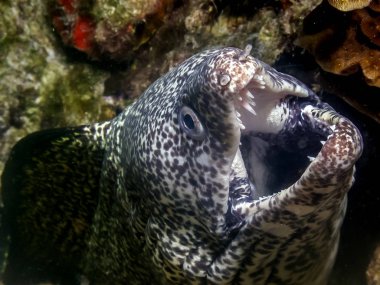 Moray benekli, Gymnothorax moringa bir orta büyük Müren balığı için.