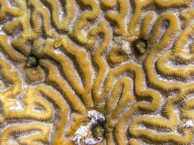 Mercan Carbiiean deniz, roughhead blenny, Acanthemblemaria aspera blenny tropikal Batı Atlantik Okyanusu yerli familyasından bir