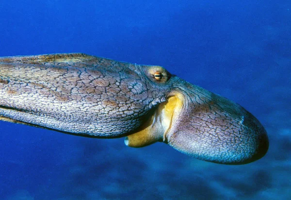 Recifes Corais São Cefalópodes Das Duas Ordens Myopsida Oegopsida — Fotografia de Stock