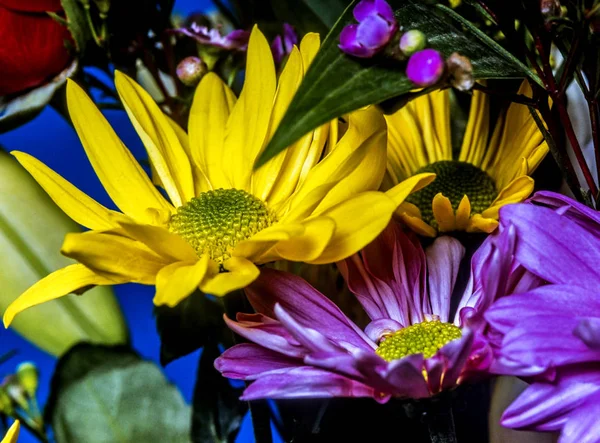 紫と黄色のヒナギクのフラワーアレンジメント — ストック写真