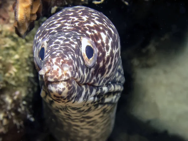 Spotted Moray Gymnothorax Moringa Medium Large Moray Eel — Stock Photo, Image