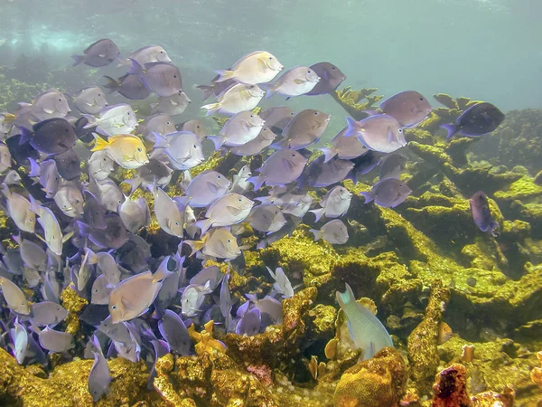 Korallenriff Karbiieschen Meer Acanthurus Coeruleus Doktorfische — Stockfoto