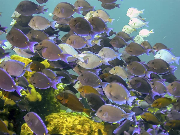 Korallenriff Karbiieschen Meer Acanthurus Coeruleus Doktorfische — Stockfoto