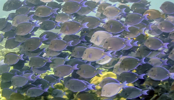 Coral Reef Carbiiean Zee — Stockfoto