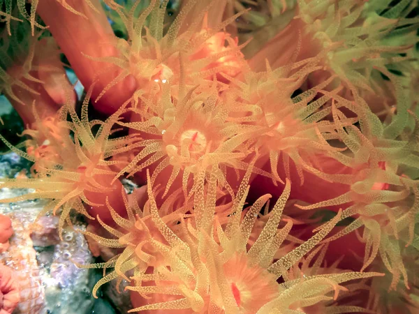 Coral Reef Carbiiean Sea Orange Cup Corals — Stock Photo, Image