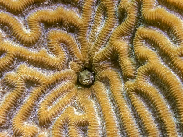 Coral Reef Carbiiean Sea Roughhead Blenny Acanthemblemaria Aspera Species Blenny — стоковое фото