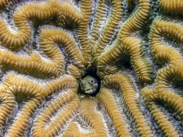 Korallenriff Karbiieschen Meer Raukopf Blenny Akanthemblemaria Aspera Ist Eine Blenny — Stockfoto