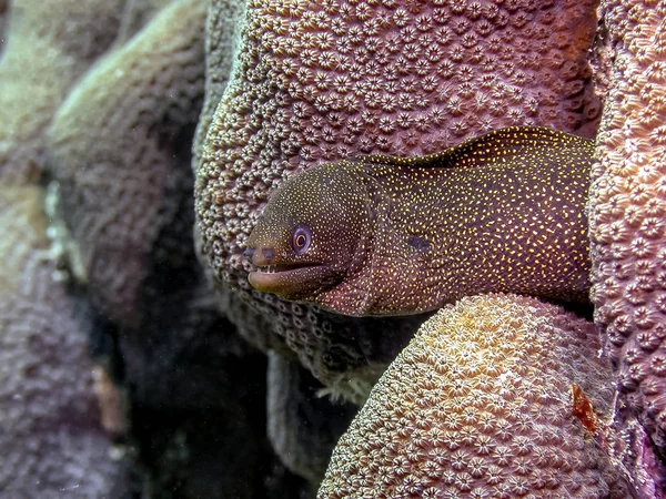 Μηλιαρησ Gymnothorax Goldentail Moray Moray Μουγγρί Είναι Ένα Είδος Θαλάσσιων — Φωτογραφία Αρχείου