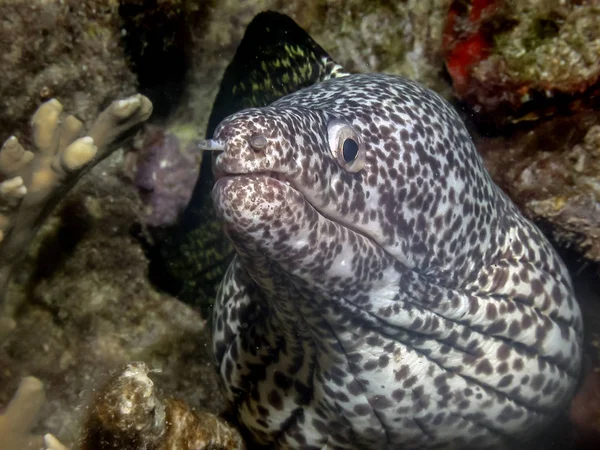 Στίγματα Moray Gymnothorax Moringa Είναι Ένα Μέσο Για Μεγάλα Σμέρνα — Φωτογραφία Αρχείου