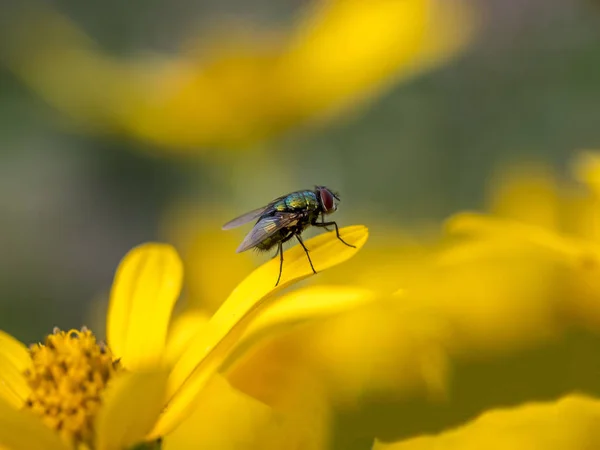 Kelebek Musca Domestica Cyclorrhapha Nın Bir Sineği — Stok fotoğraf