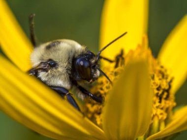Bombus bumble bee, ayrıca yazılı, arı cins bombus, Aile apidae herhangi bir üyesidir