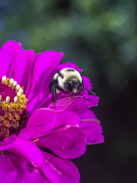 Hummel Auch Hummel Genannt Ist Ein Mitglied Der Gattung Bombus — Stockfoto