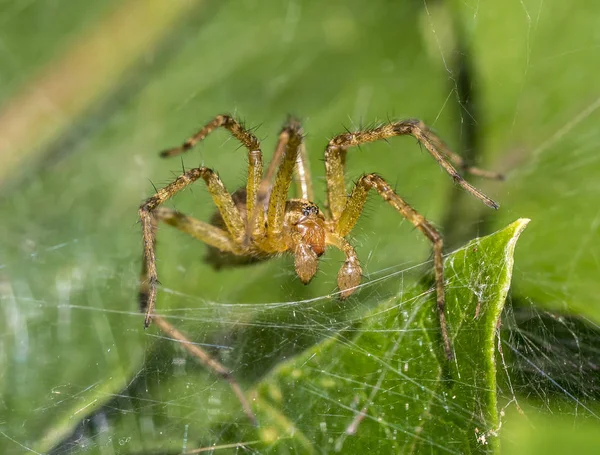 Tegenaria Domestica Commonly Known Barn Funnel Weave Spiderr North America — Stock Photo, Image