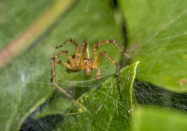 Tegenaria 俗称谷仓漏斗编织 Spiderr 在北美和国内的房子蜘蛛 — 图库照片