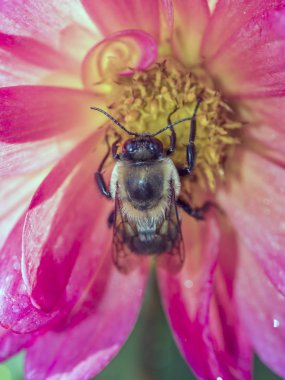 Lebrunia danae deniz anemone Aliciidae ailesindeki familyasından bir