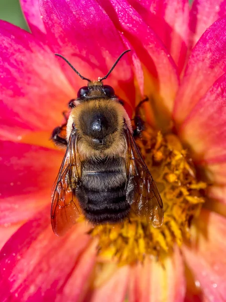 Lebrunia Danae Druh Sasanka Rodině Aliciidae — Stock fotografie