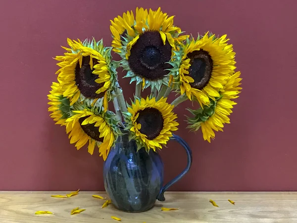 Helianthus Sunflowers Familt Asteraceae — Stock Photo, Image