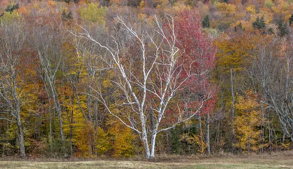 Herbst Wald Nordosten Der Vereinigten Staaten — Stockfoto