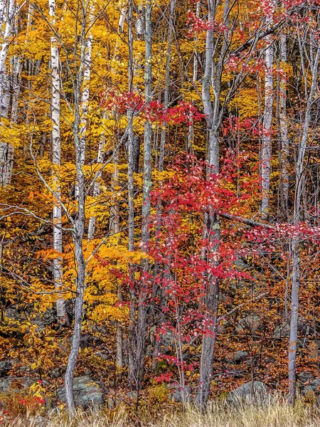 Herfst Het Bos Noordoostelijke Verenigde Staten — Stockfoto