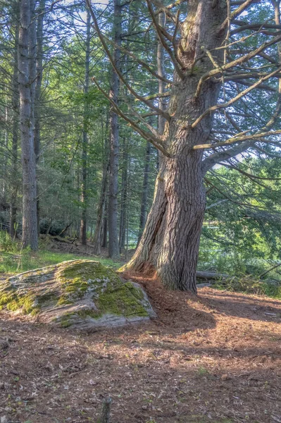 Bosque Condado Sullican Estado Nueva York —  Fotos de Stock