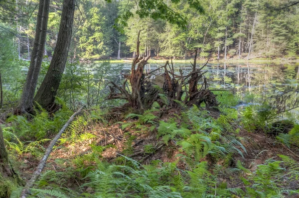 Forest Sullican County New York State — Stock Photo, Image