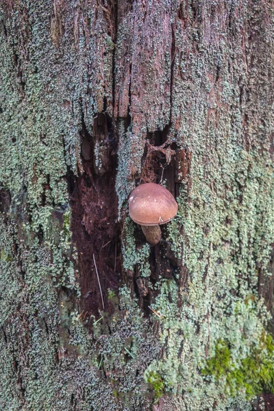 Orman Yaz Mantar Yaşam Günlüğü — Stok fotoğraf