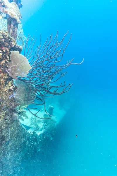 Korálový Útes Carbiiean Moři — Stock fotografie