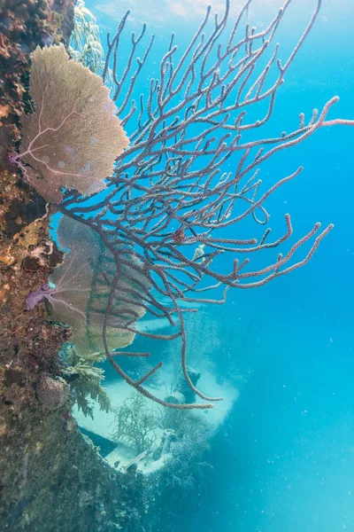 Κοραλλιογενείς Υφάλους Στη Θάλασσα Carbiiean — Φωτογραφία Αρχείου