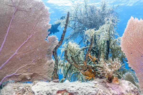 Rafa Koralowa Morzu Carbiiean — Zdjęcie stockowe