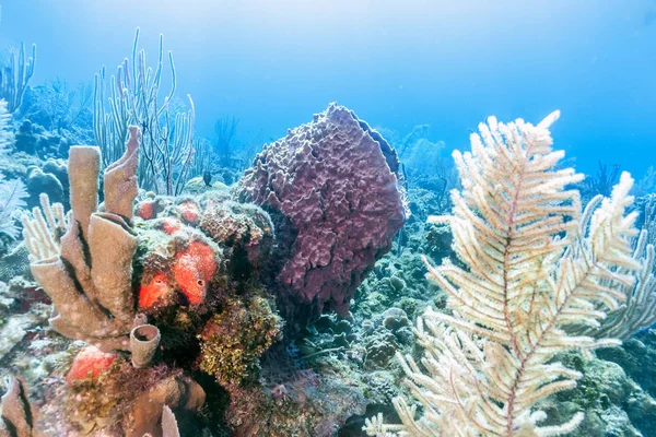 Barriera Corallina Nel Mar Carbieo — Foto Stock