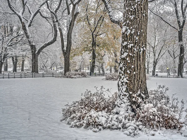Central Park New Yorku Během Sněhové Bouře — Stock fotografie
