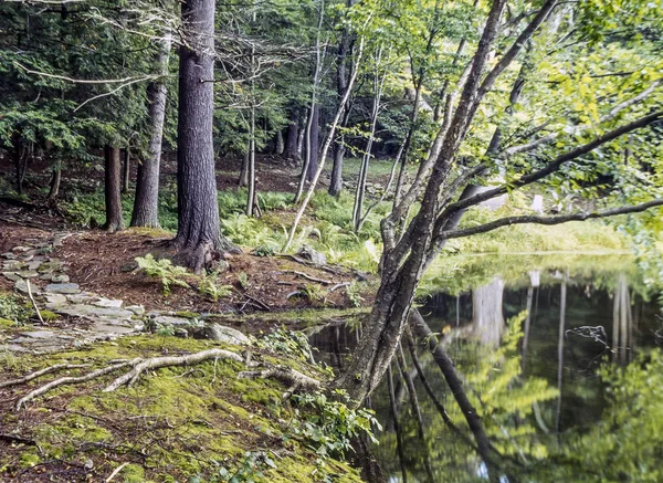 Side Pond Upstate New Summer — Stock Photo, Image