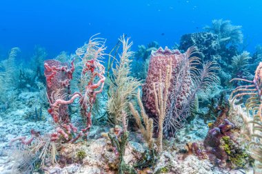 Mercan Carbiiean denizde