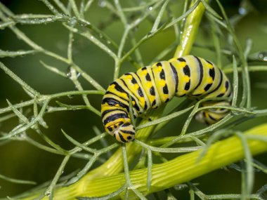Aile Papilionidae tırtıl Swallowtail Kelebek vardır