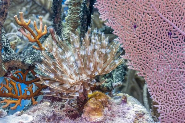 Recifes Corais Mar Carbiano Sabellastarte Magnifica Margnificent Feather Duster Worms — Fotografia de Stock
