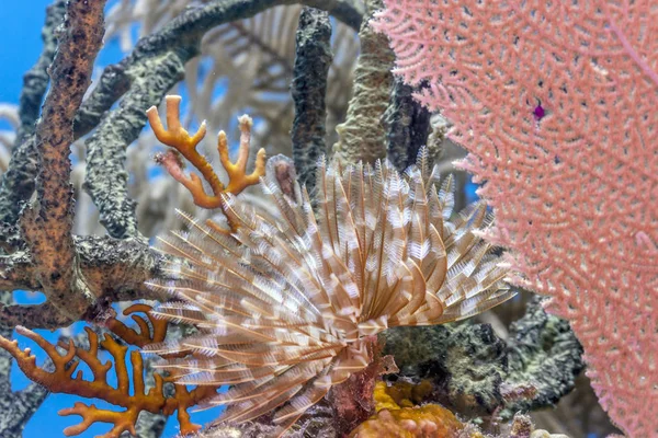 Barriera Corallina Nel Mar Carbiio Sabellastarte Magnifica Margnificent Feather Duster — Foto Stock