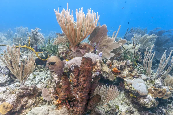 Coral Reef Carbiiean Zee — Stockfoto