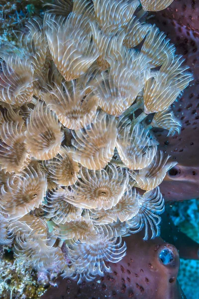 Coral Reef Carbiiean Sea Bispira Brunnea Social Feather Duster Cluster — Stock Photo, Image