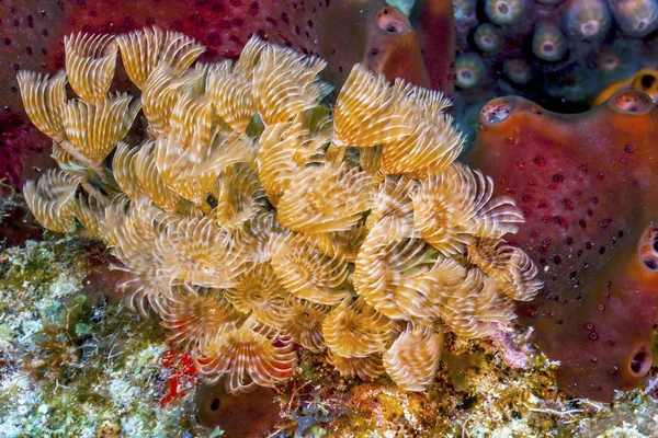 Recifes Coral Mar Carbiano Bispira Brunnea Espanador Penas Sociais Espanador — Fotografia de Stock