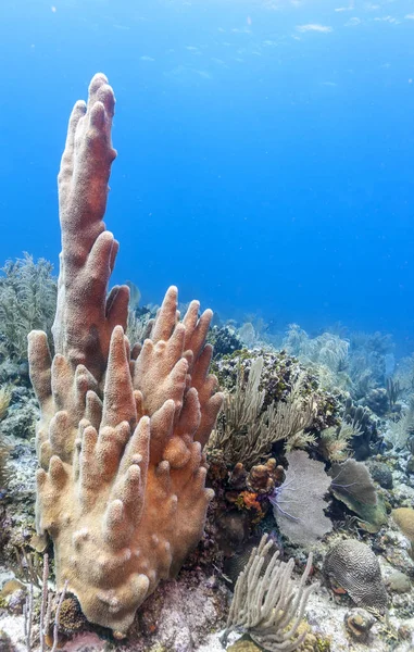 Coral Reef Carbiiean Tenger Pillér Coral — Stock Fotó